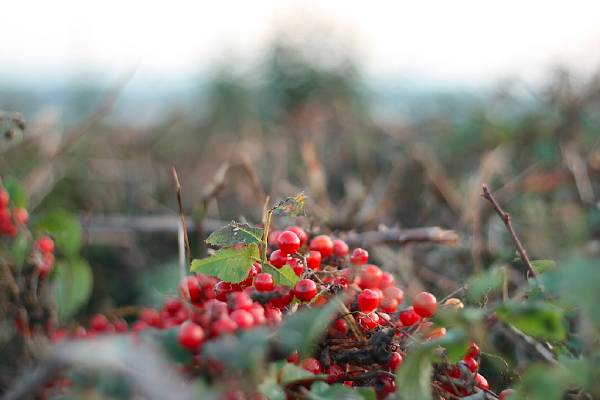 Berries in a hedge