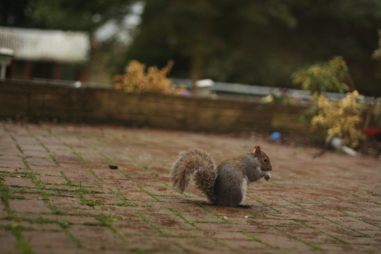 tree rat