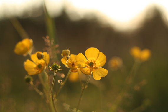 Buttercups at sunset